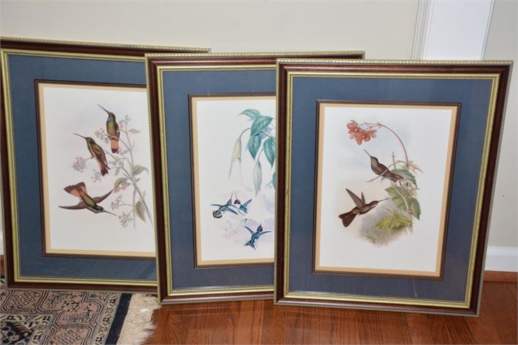 Three (3) Framed Bird Prints