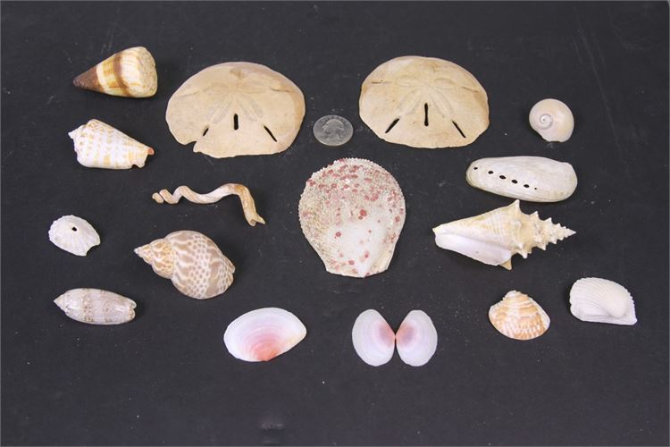 Collection of Miniature Shells and Sand Dollars