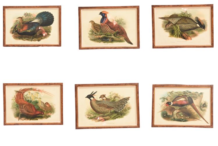 Six (6)  Framed Bird Prints