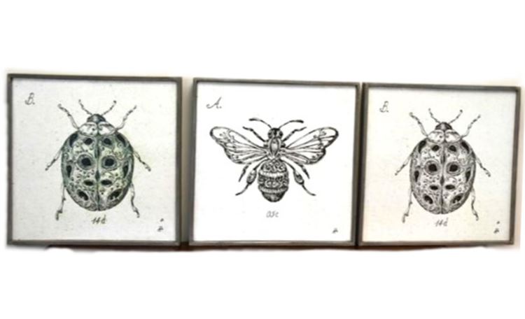 Trio Of Framed Insect Prints