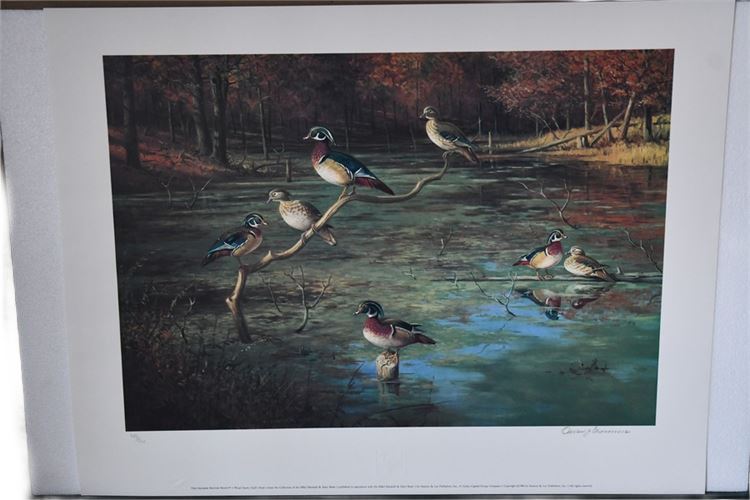 Wood Ducks-Gall's Pond