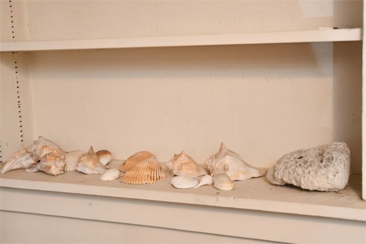 Group Seashells