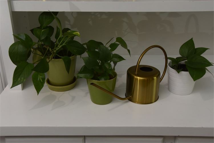 Three (3) Plants and Watering Can